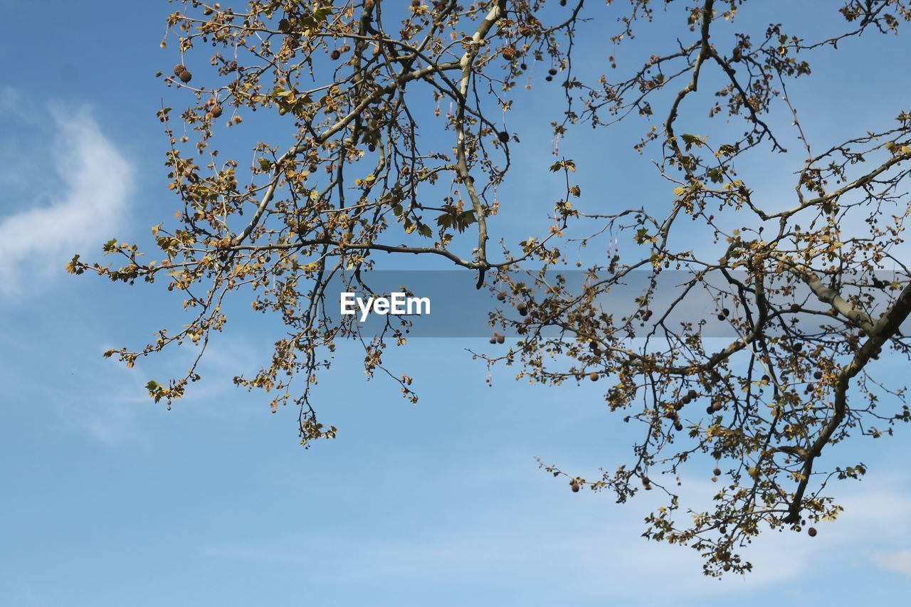 LOW ANGLE VIEW OF CHERRY BLOSSOM AGAINST SKY