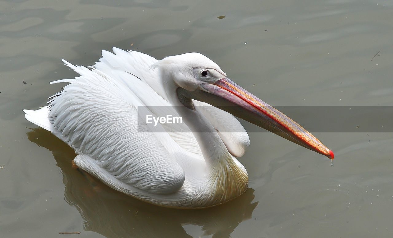 Close-up of pelican swimming in lake