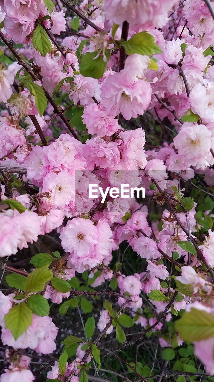 CLOSE-UP OF PINK FLOWER TREE