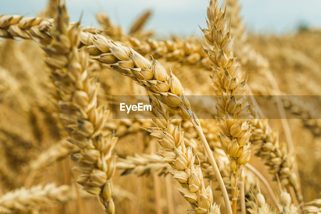 agriculture, crop, cereal plant, food, rural scene, wheat, field, plant, landscape, whole grain, growth, food and drink, food grain, farm, land, barley, nature, gold, close-up, emmer, summer, ripe, cereal, einkorn wheat, triticale, harvesting, seed, sky, no people, rye, organic, beauty in nature, yellow, plant stem, corn, cultivated, environment, focus on foreground, whole wheat, backgrounds, food staple, vegetable, outdoors, extreme close-up, selective focus, scenics - nature, macro, copy space, sunlight