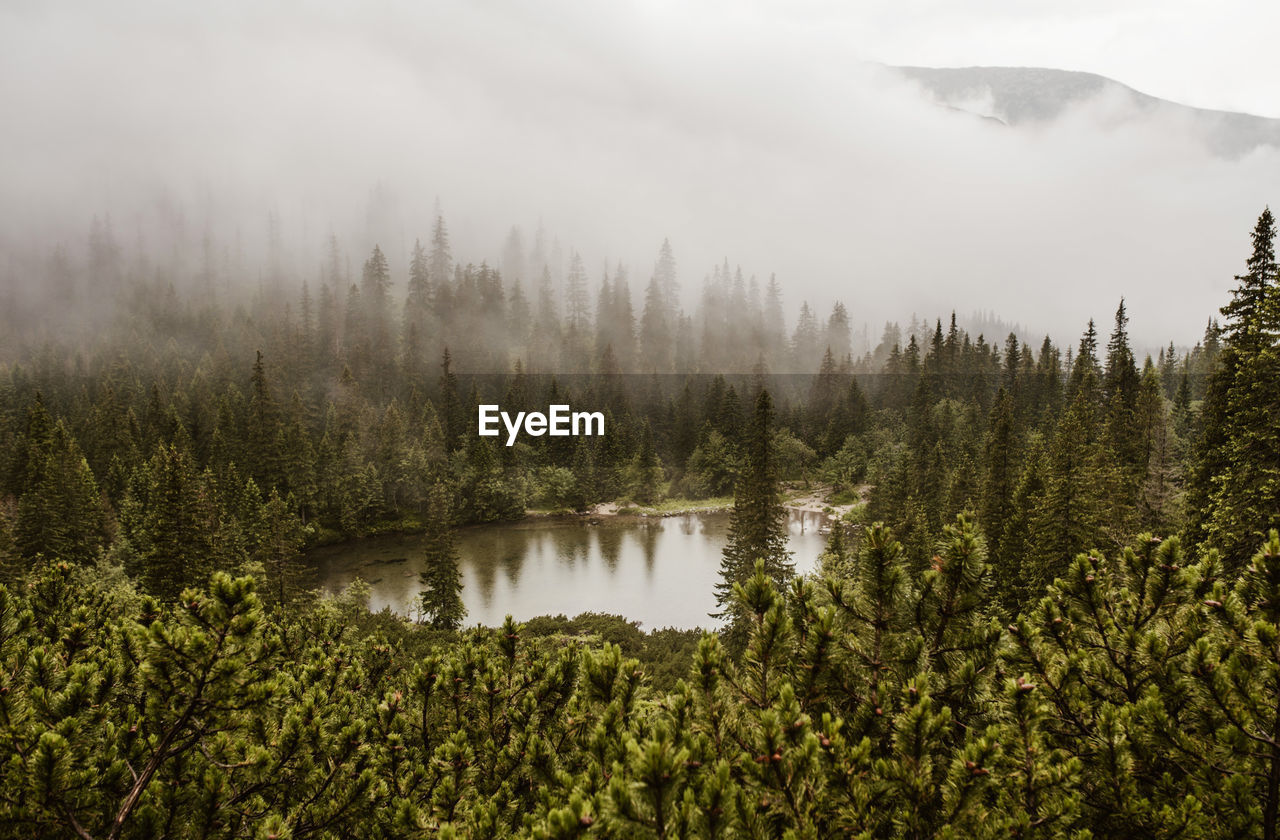 SCENIC VIEW OF LAKE IN FOREST