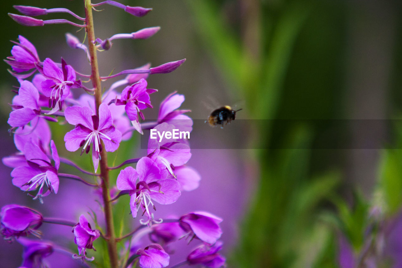 Close-up of bee pollinating on flower