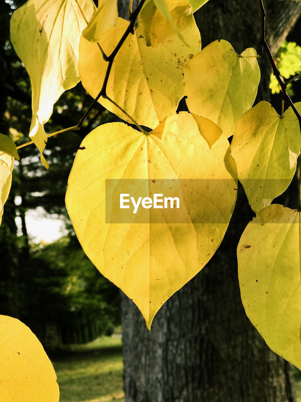 CLOSE-UP OF YELLOW AUTUMN LEAVES