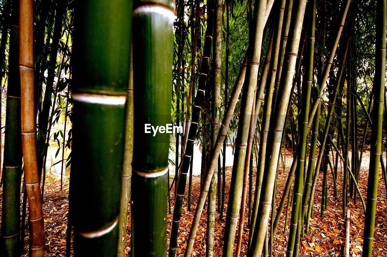 CLOSE-UP OF BAMBOO PLANTS