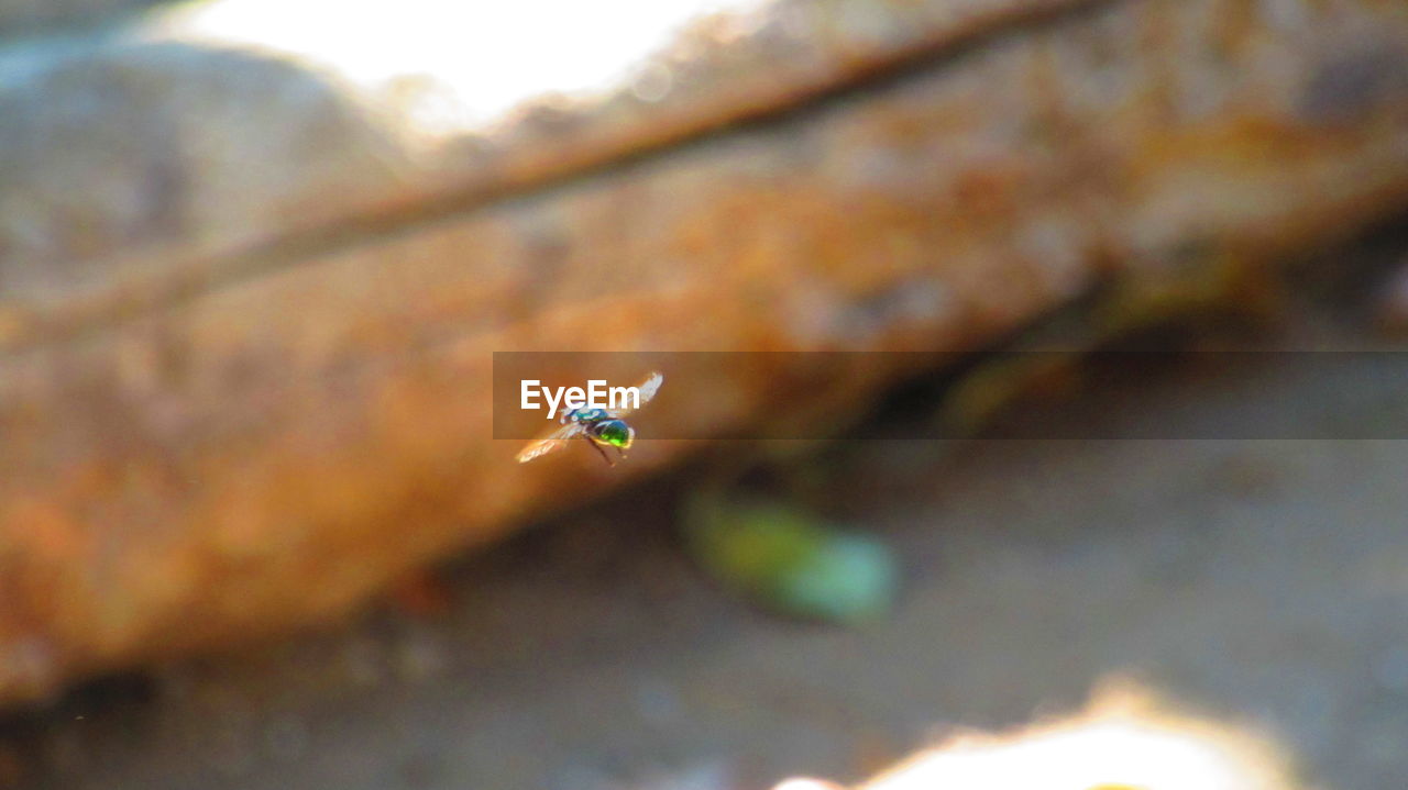 CLOSE-UP OF INSECT ON WALL