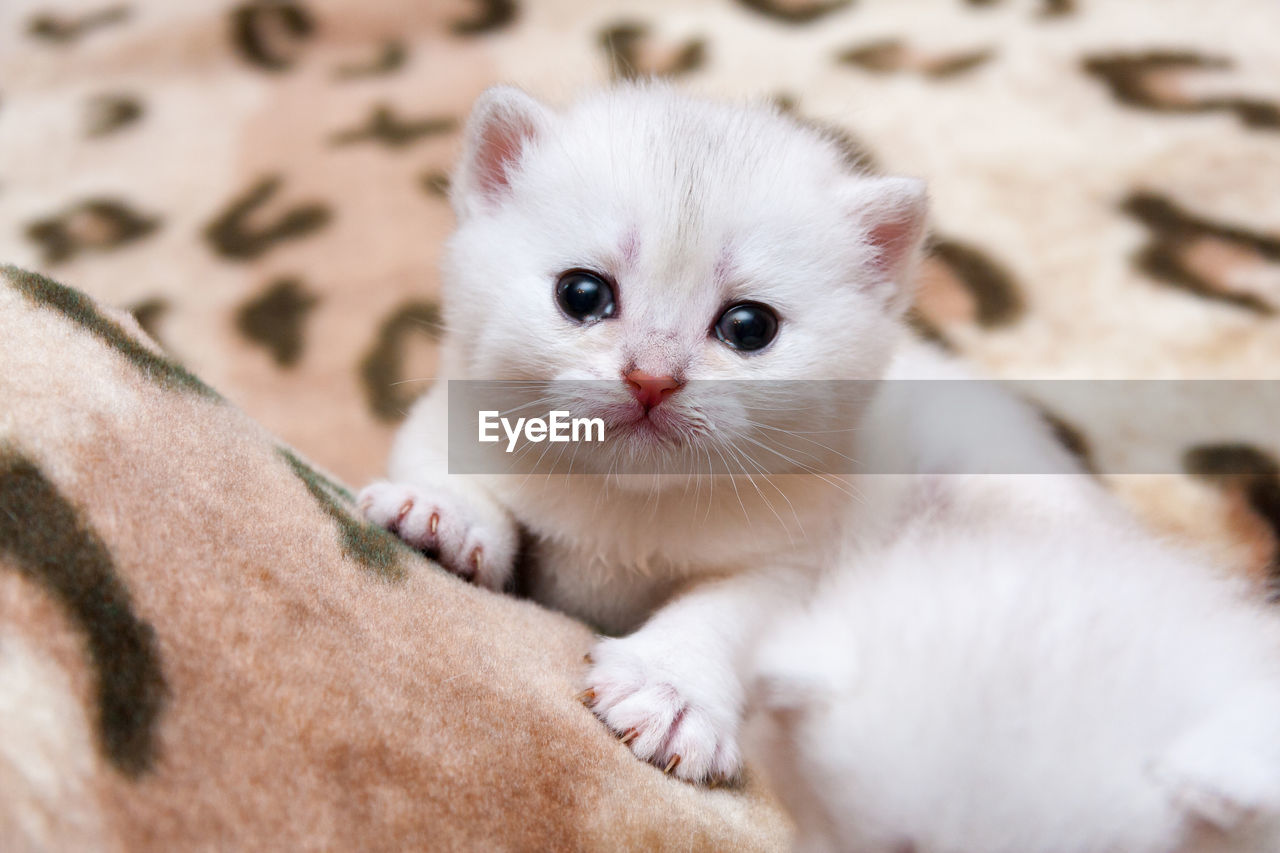 Cute little white british kitten crying looking at camera