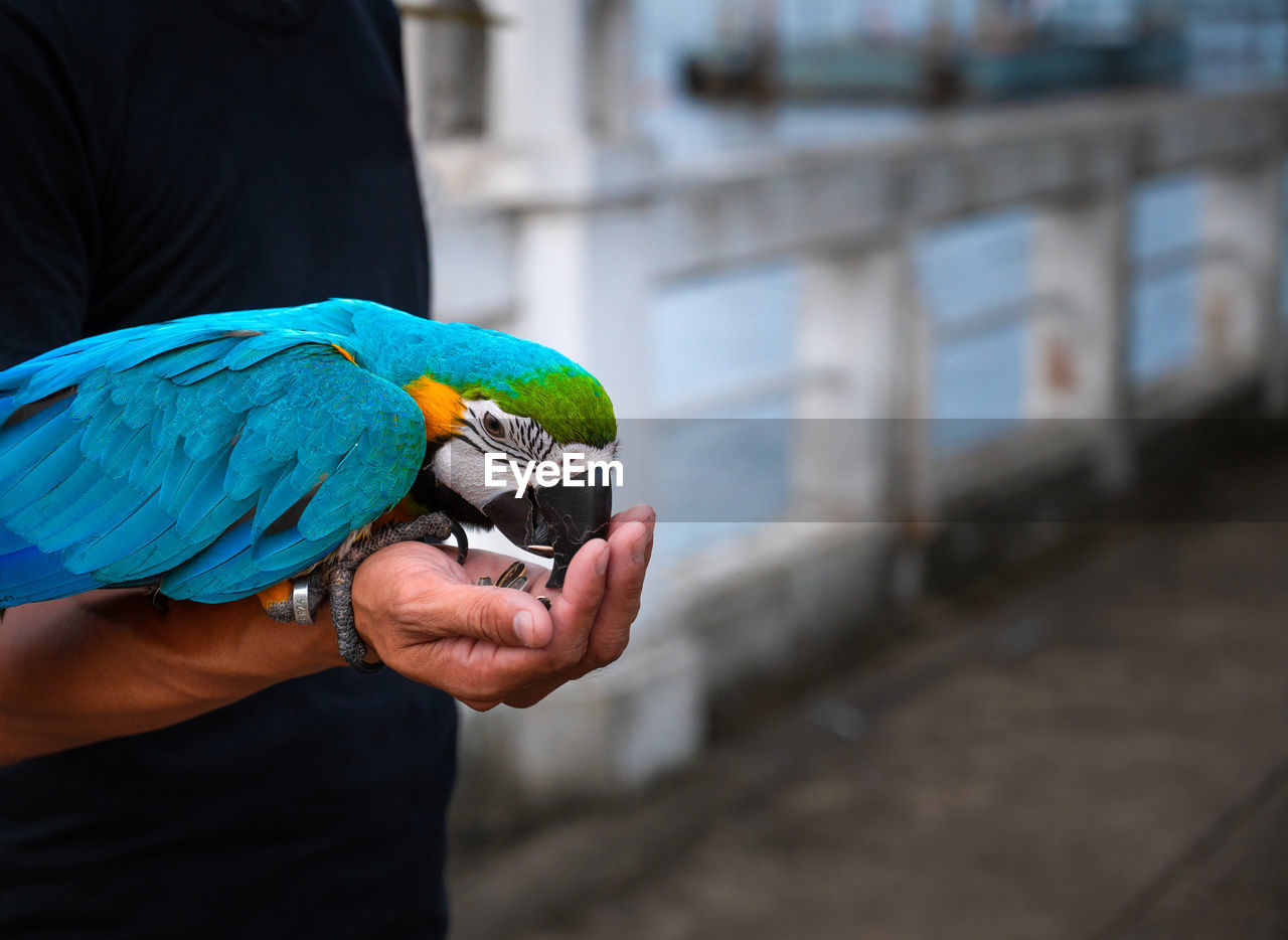 CROPPED IMAGE OF MAN HOLDING BIRD PERCHING ON HAND