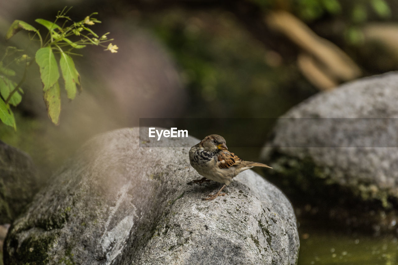 Close-up of bird on rock