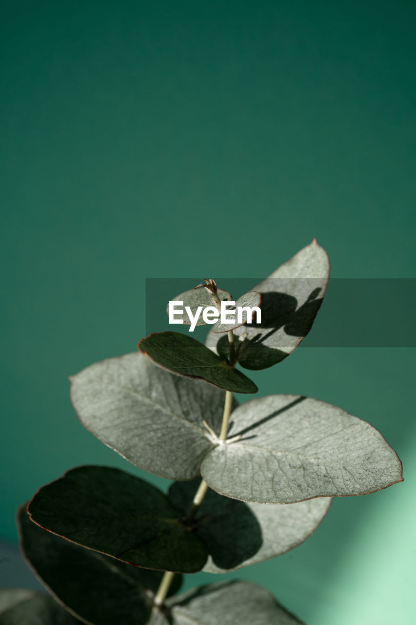 A green branch of eucalyptus on a green background.