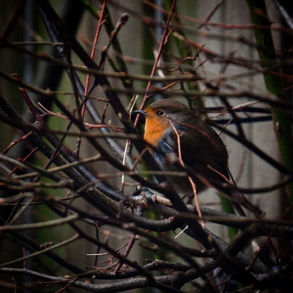Close-up of robin perching bare tree
