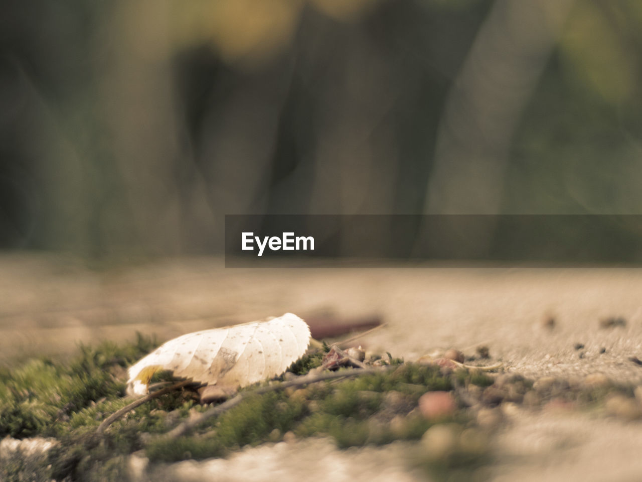 CLOSE-UP OF MUSHROOM