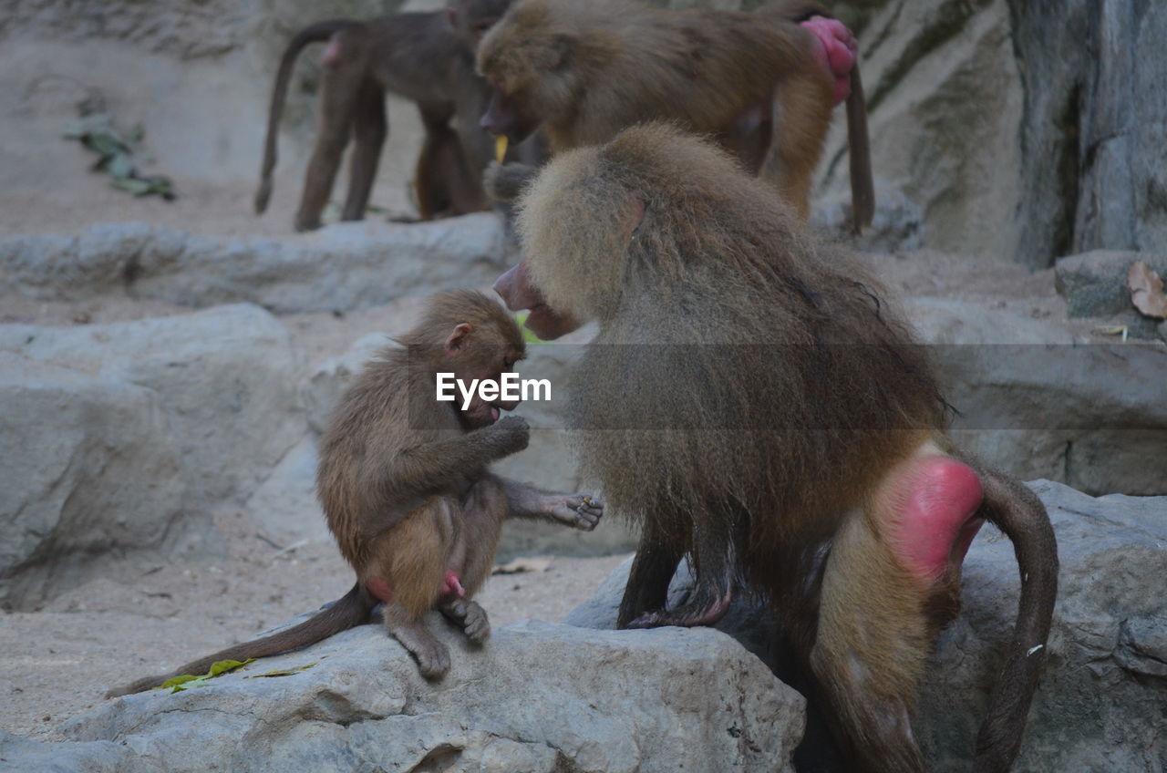 Baboons and infant on rock formations