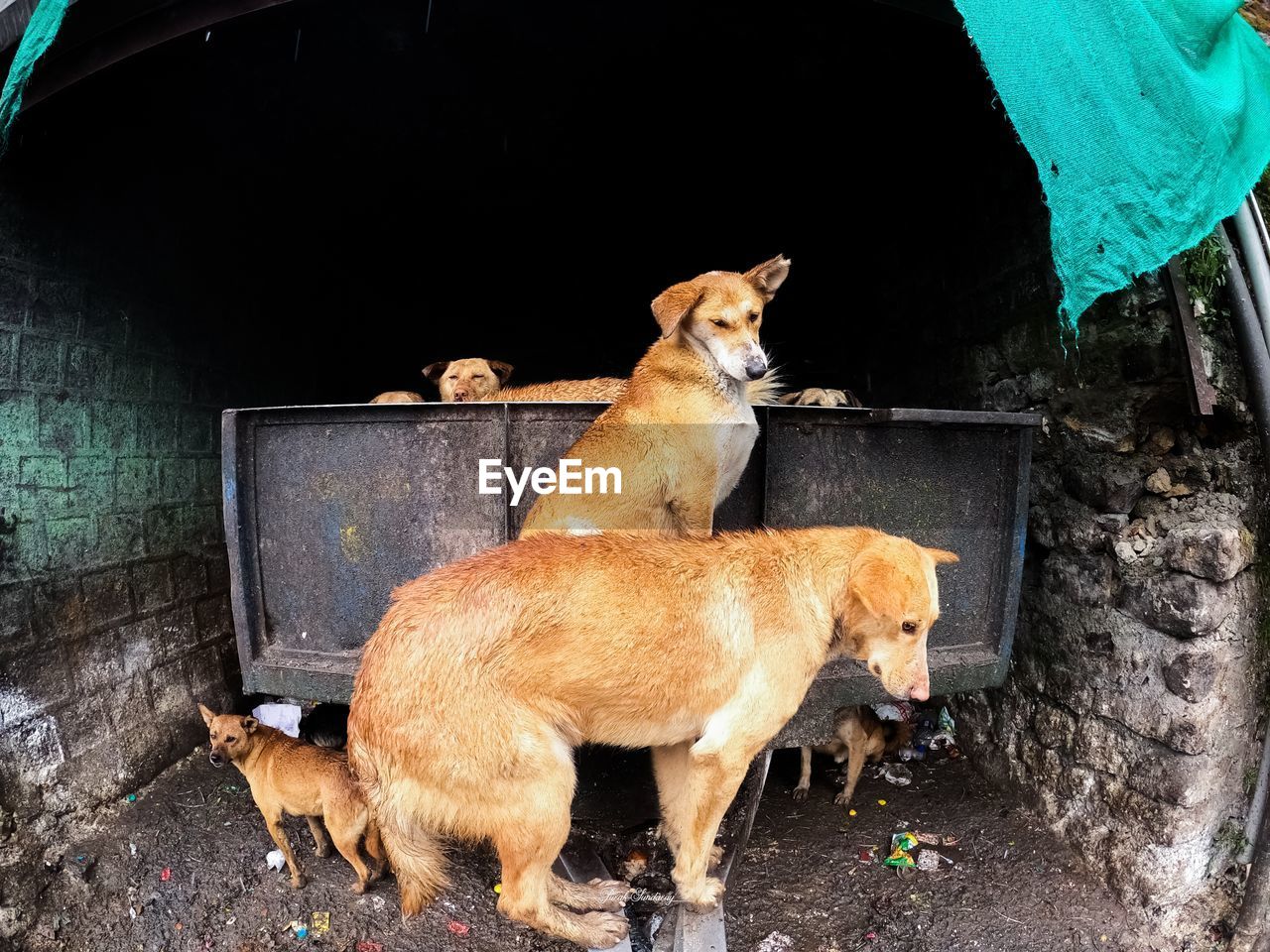 High angle view of two dogs