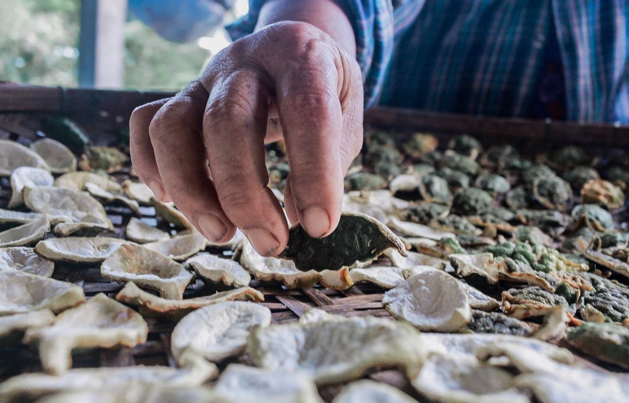 Close-up of person holding dry food