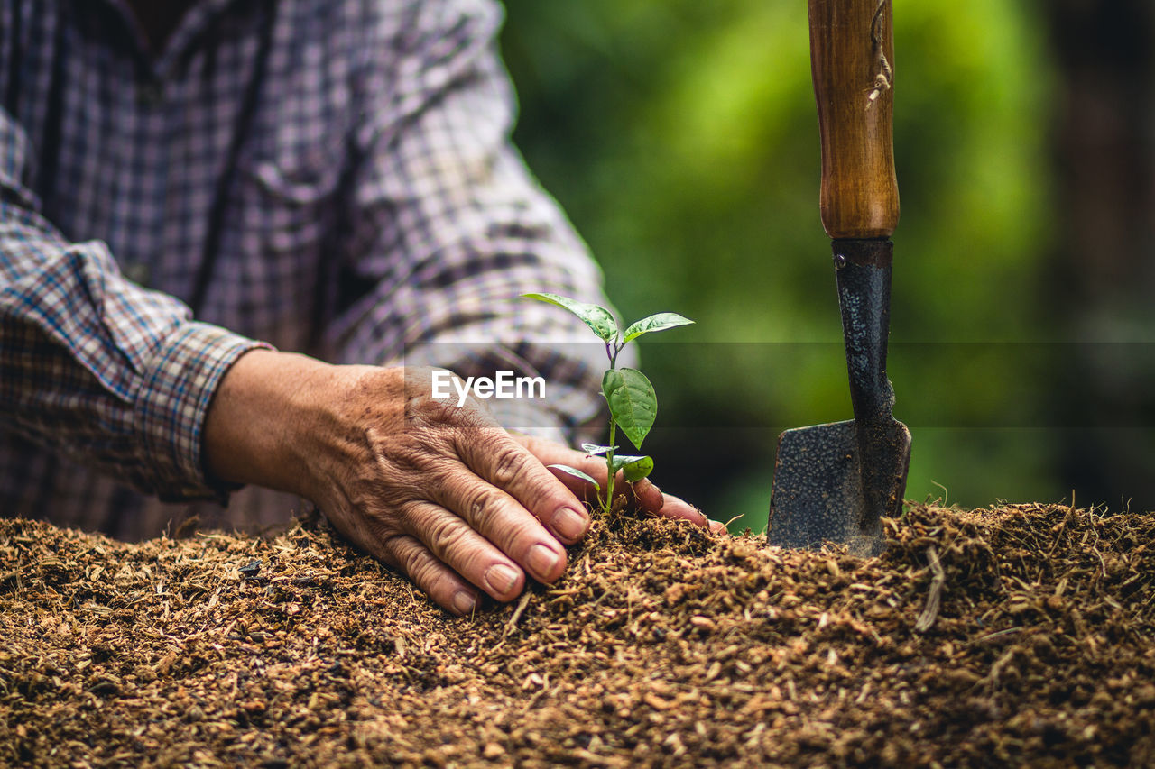 Midsection of man planting sapling in farm