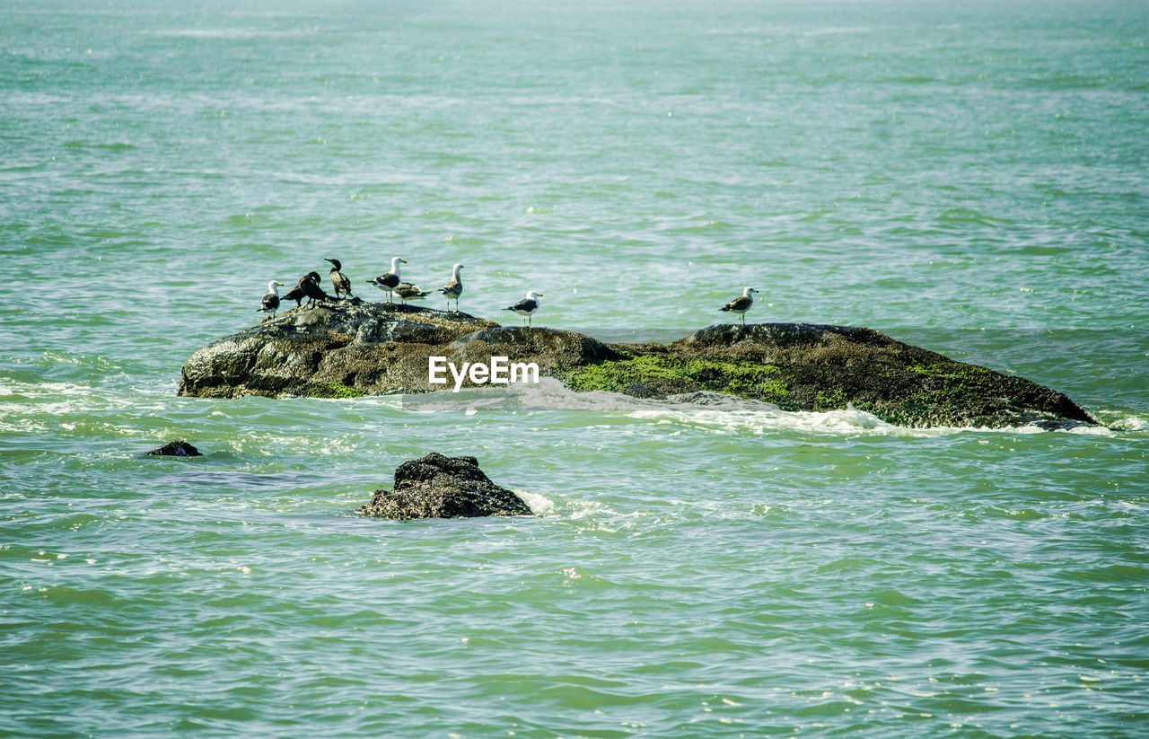 View of crab in sea