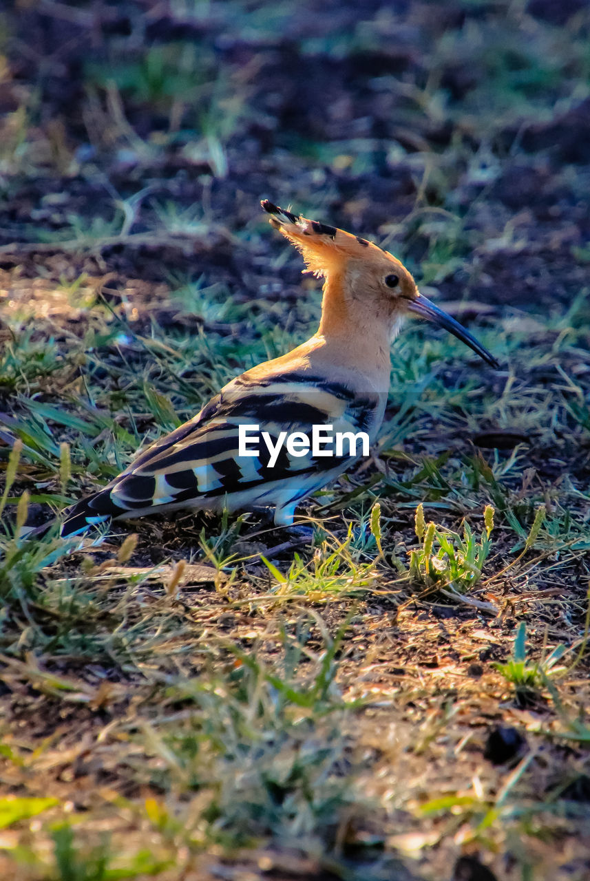 CLOSE-UP OF BIRD