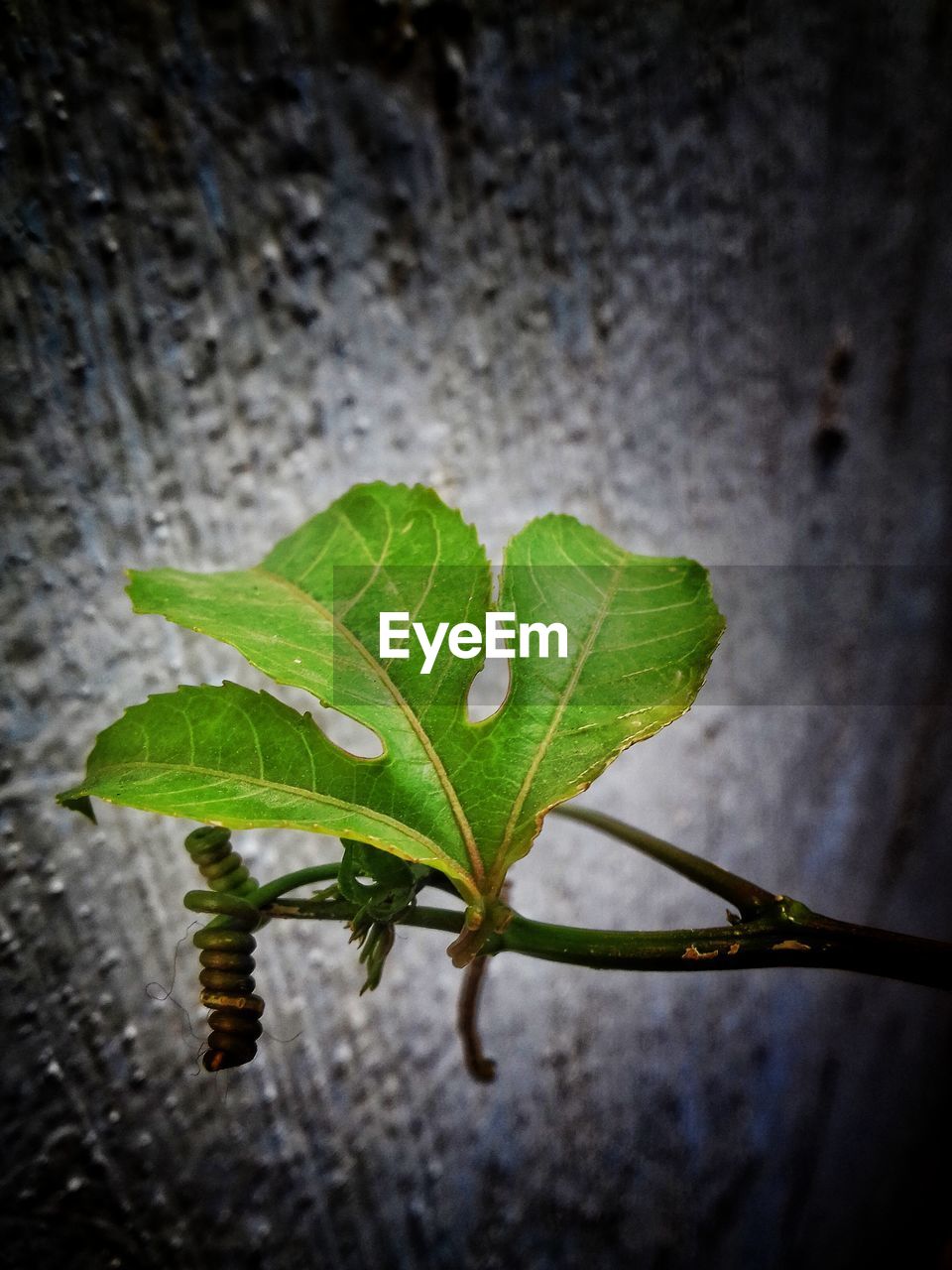 CLOSE-UP OF FRESH GREEN LEAF IN WATER