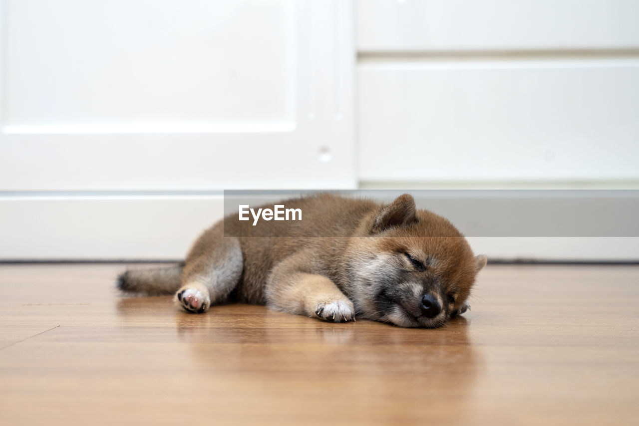 A black and tan shiba inu puppy lying in the room. shiba inu on wood.