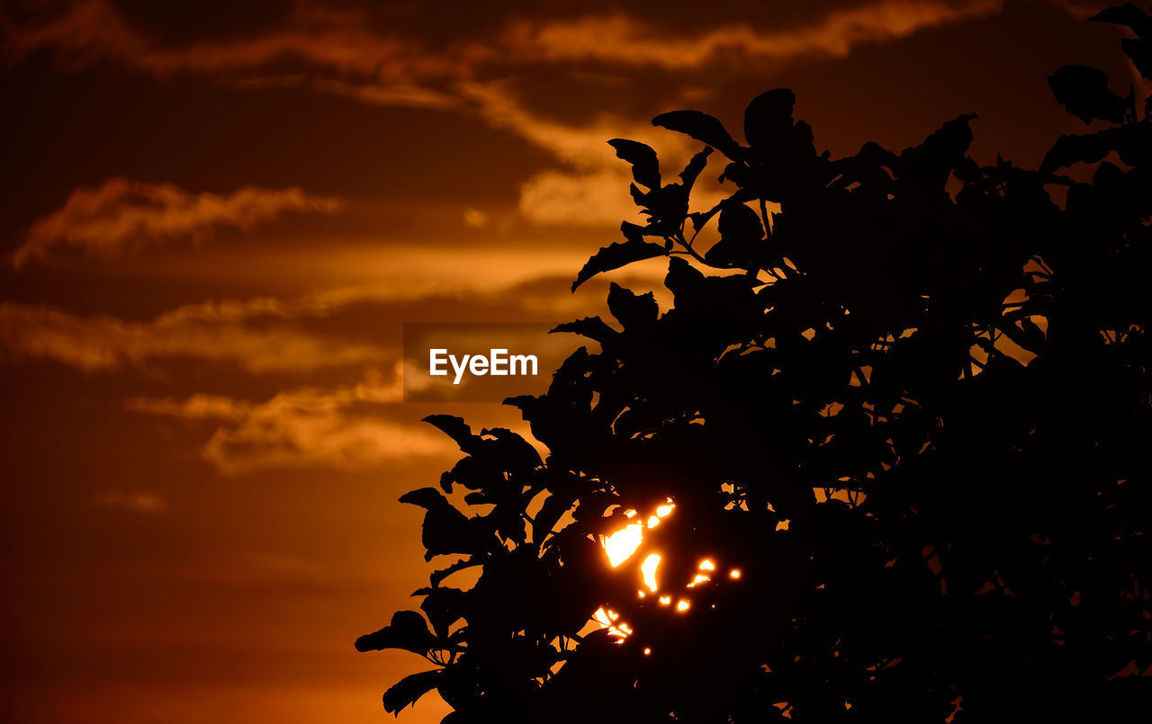 Silhouette plants against scenic sky