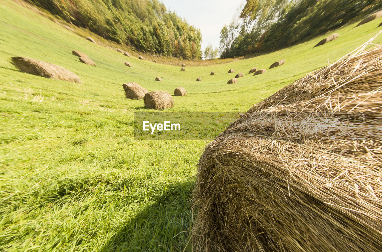 Fish-eye view of hay bales on field