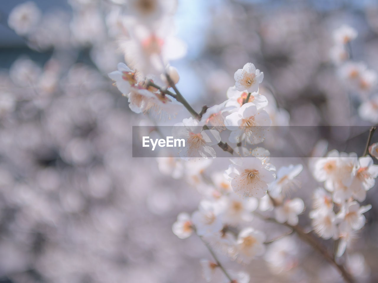 CLOSE-UP OF CHERRY BLOSSOM TREE