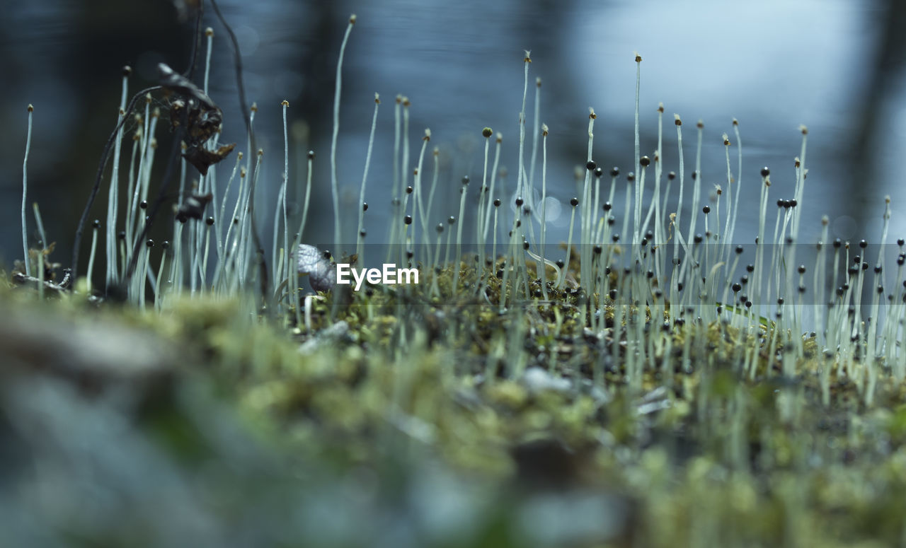 Surface level of tiny mushrooms growing on field