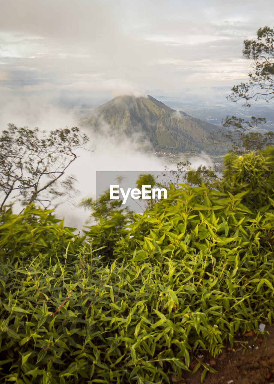 SCENIC VIEW OF LAND AND TREES AGAINST SKY