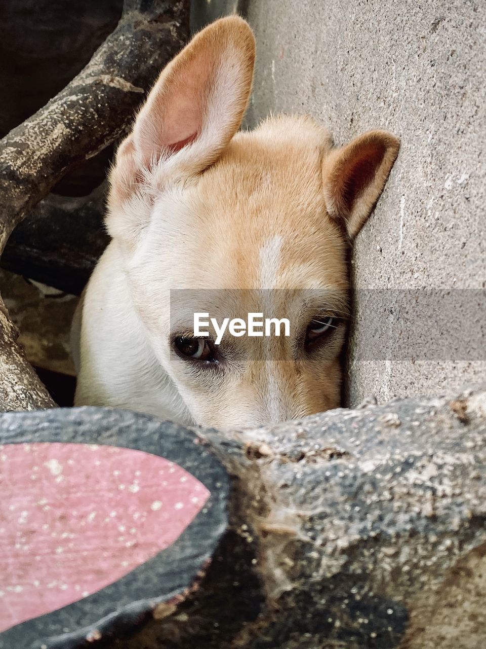 animal, animal themes, one animal, mammal, pet, dog, domestic animals, canine, puppy, no people, portrait, day, close-up, animal body part, looking at camera