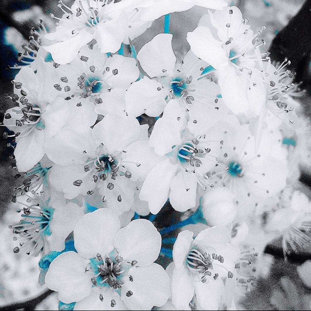 VIEW OF WHITE FLOWERS