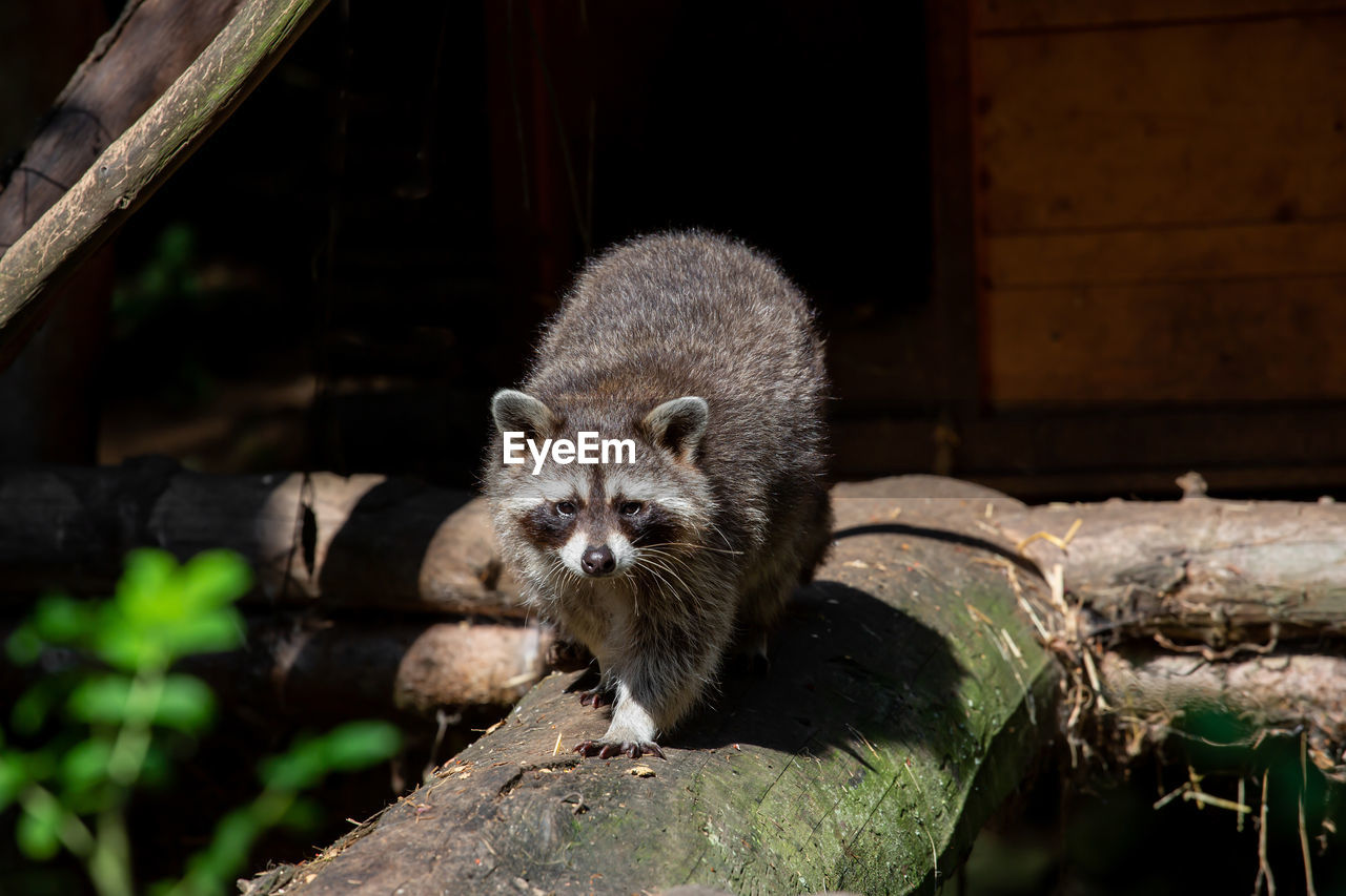 PORTRAIT OF AN ANIMAL ON TREE