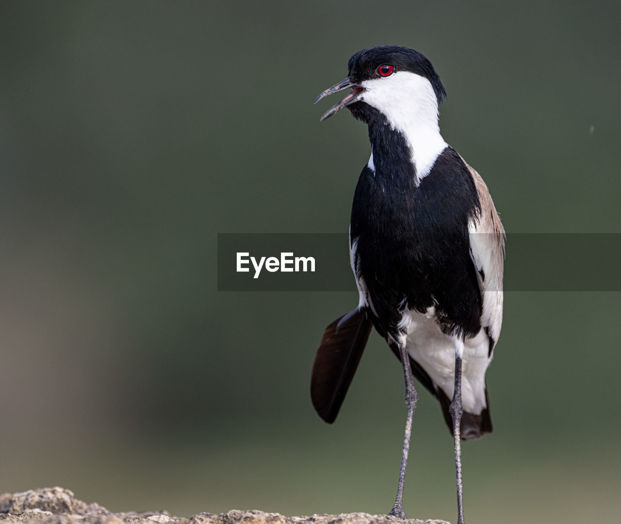 close-up of bird perching outdoors