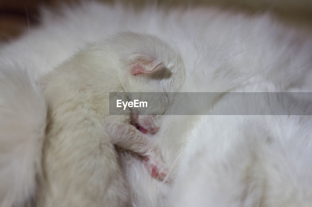 CLOSE-UP OF WHITE CAT SLEEPING IN MOUTH