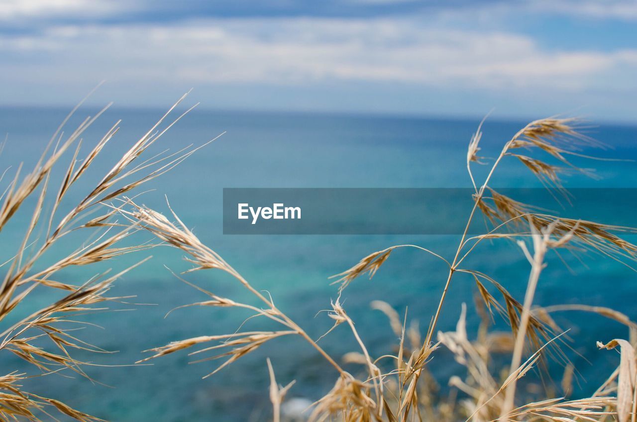 Close-up of stalks against calm blue sea