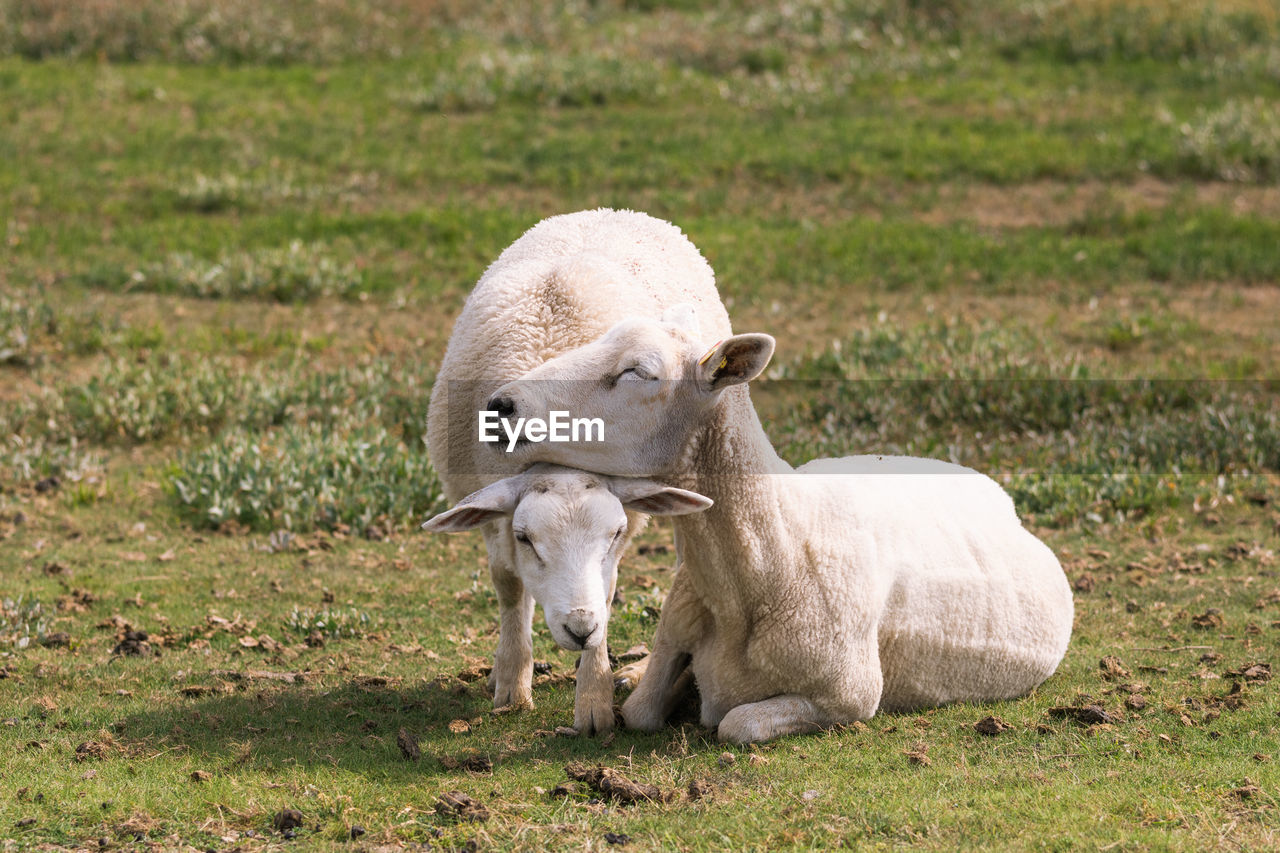 Sheeps comforting each other 
