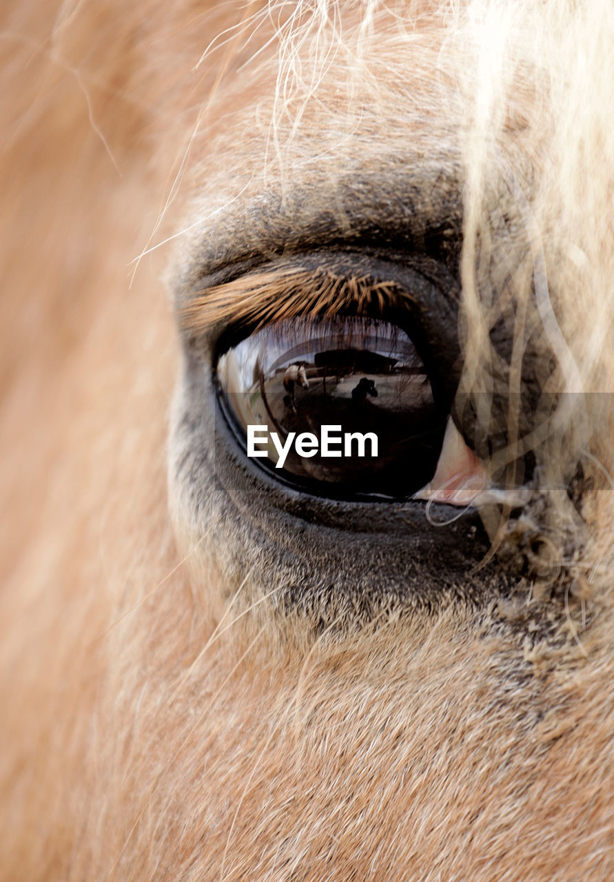 Close-up of horse eye