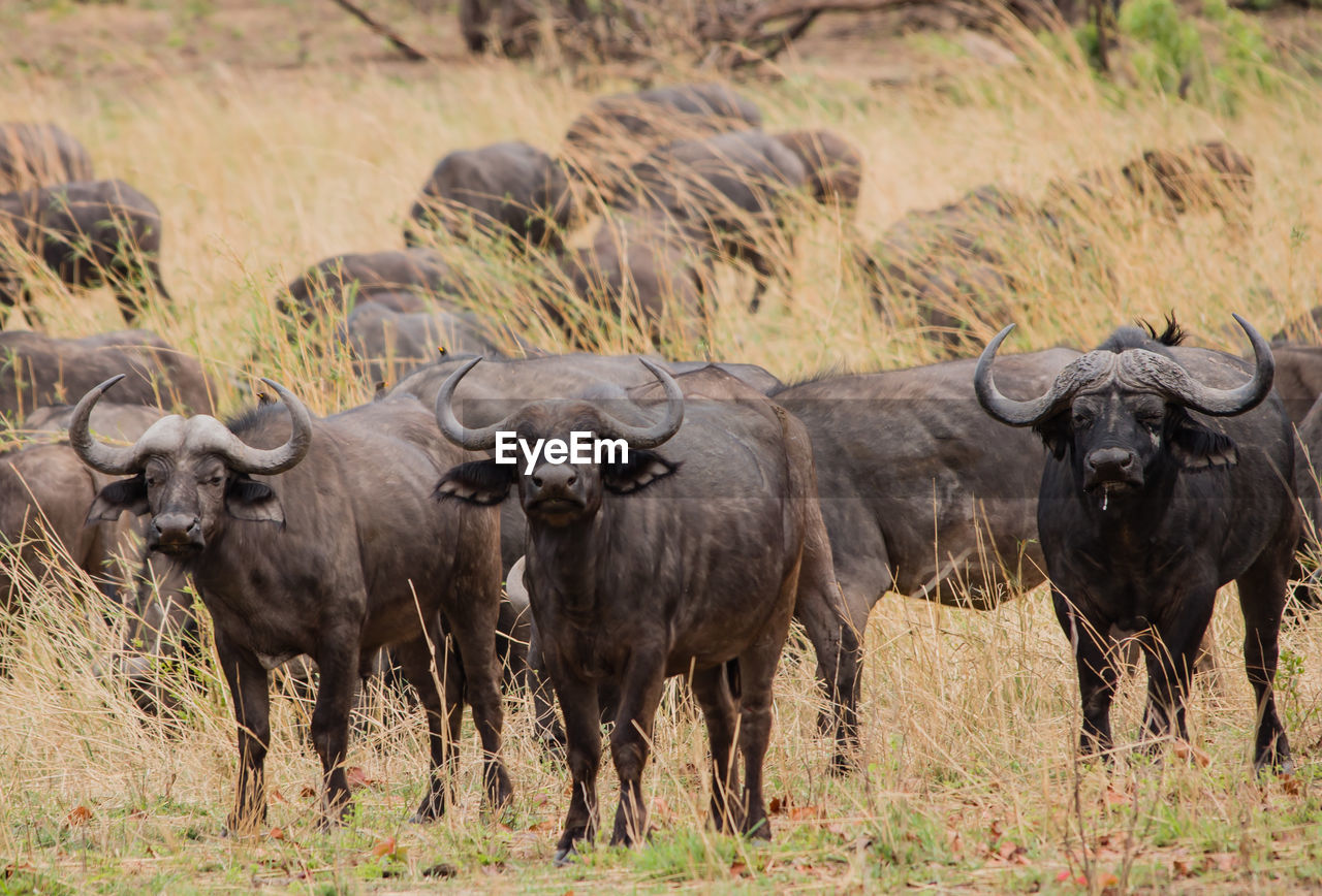 Water buffaloes on field against sky