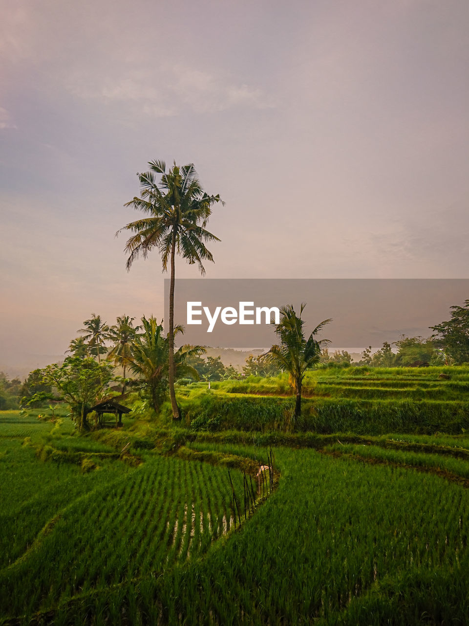 Morning atmosphere in the rice fields 