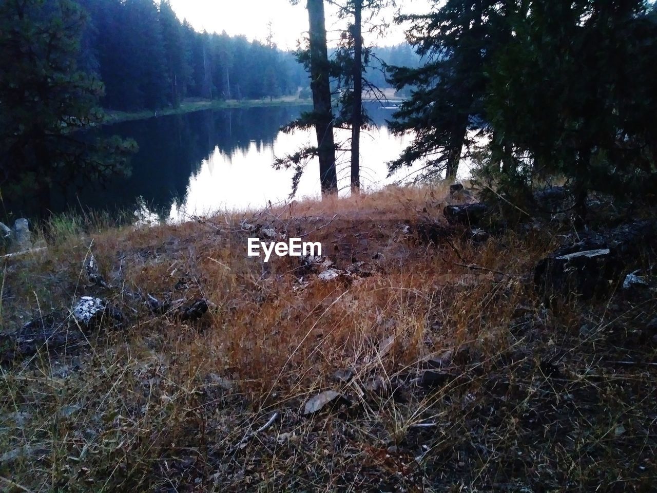 CLOSE-UP OF TREE IN RIVER