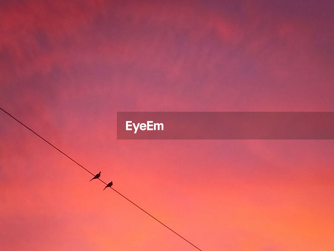 Low angle view of birds perching on cable against sky during sunset