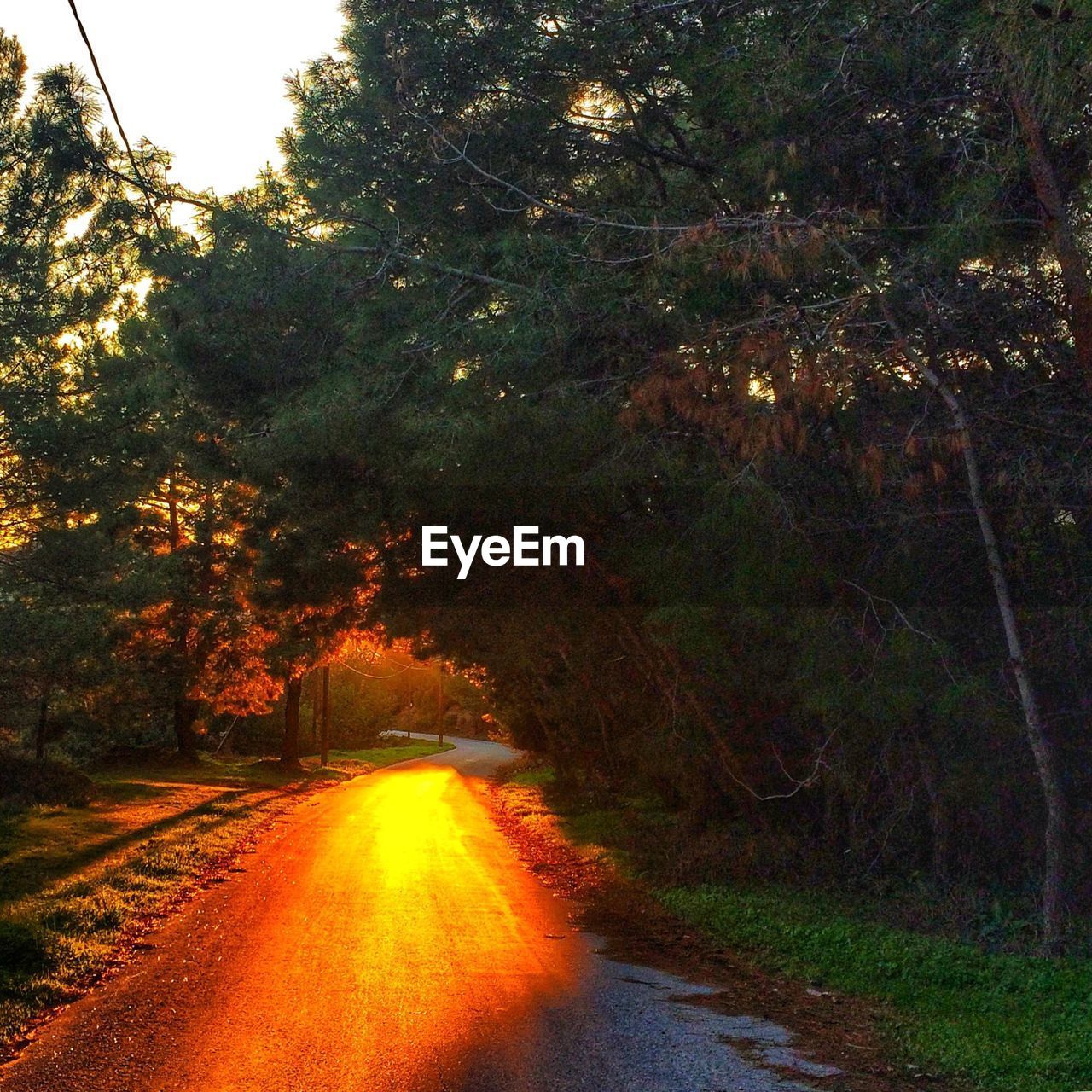 ROAD AMIDST TREES AT FOREST