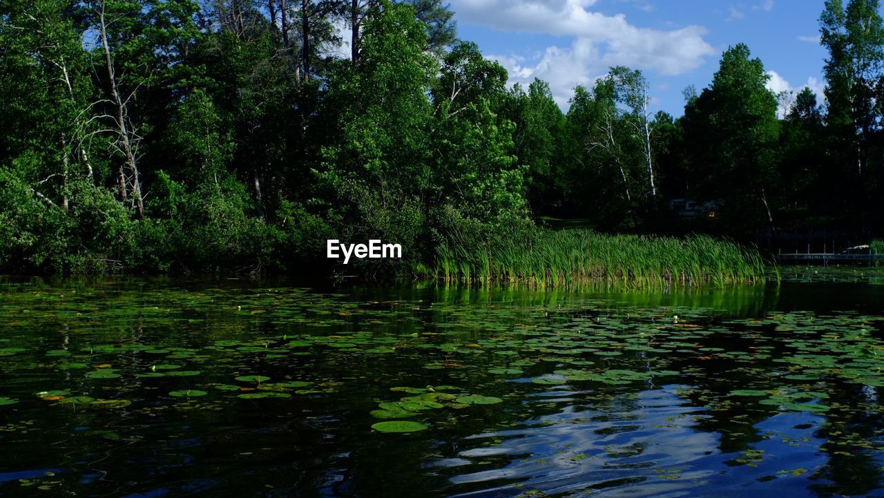 TREES BY LAKE IN FOREST AGAINST SKY