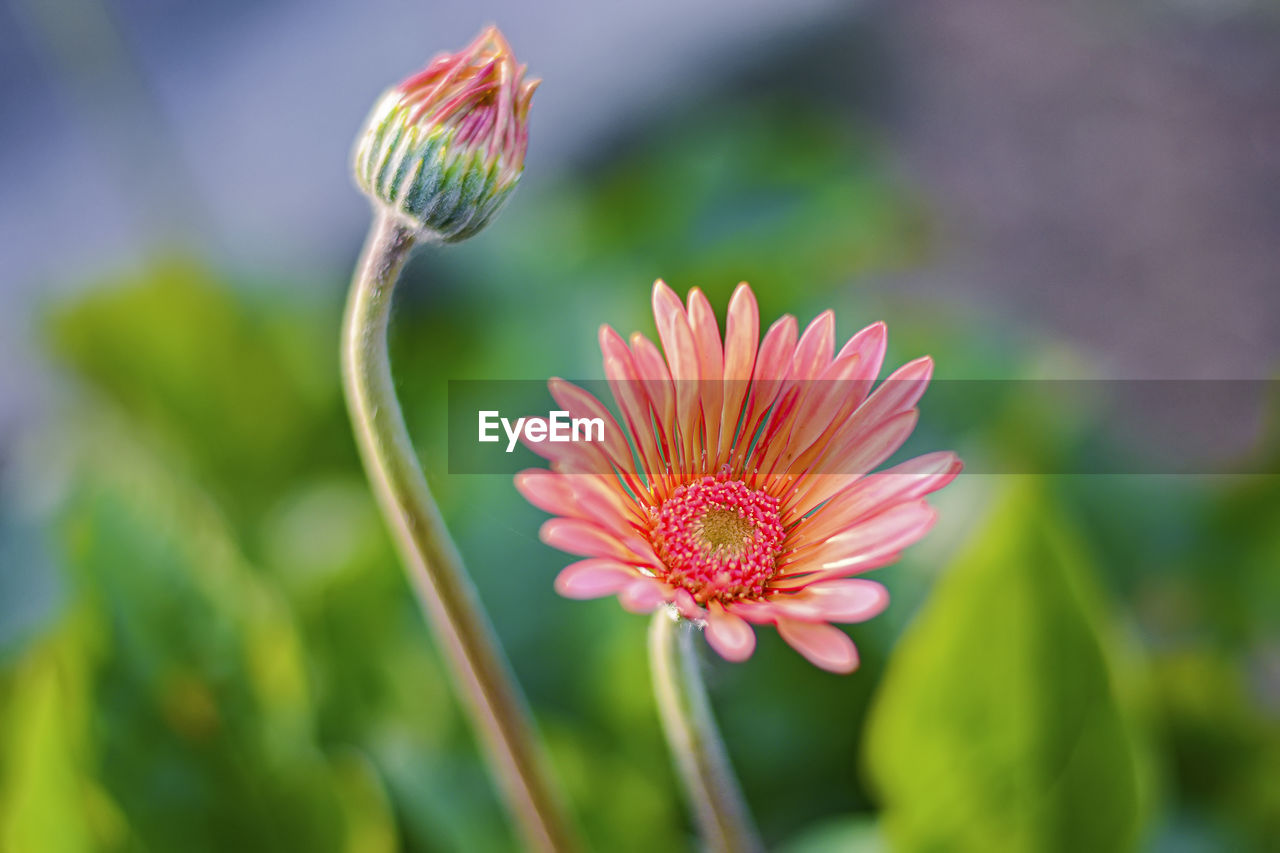 Close-up of pink flower