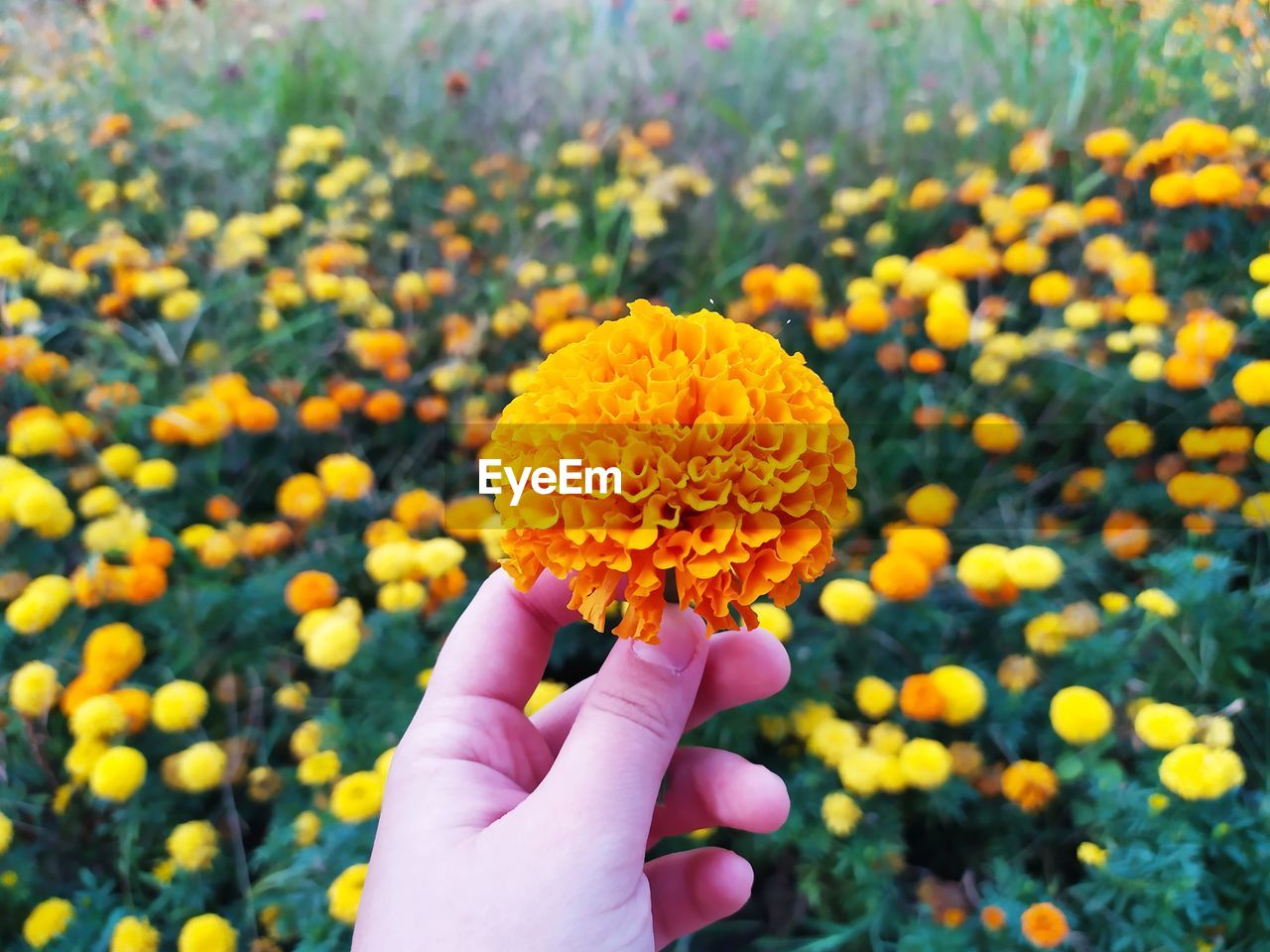 Close-up of hand holding yellow flower