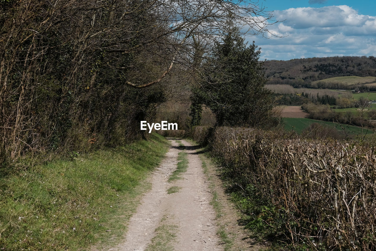 Narrow footpath amidst trees on grassy field