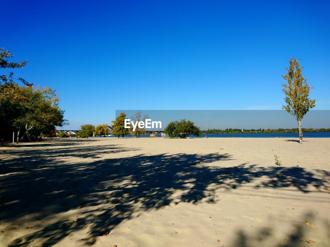 SURFACE LEVEL OF ROAD BY TREES AGAINST BLUE SKY