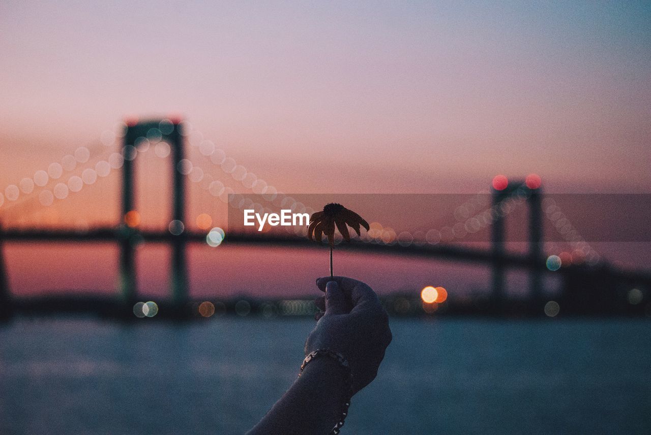 Cropped hand holding flower against illuminated bridge over river at sunset