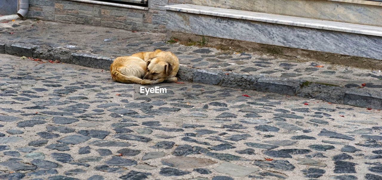 road surface, animal, animal themes, flooring, day, wall, high angle view, pet, no people, street, dog, one animal, city, floor, footpath, relaxation, architecture, mammal, sleeping, outdoors, lying down, animal wildlife, nature, domestic animals, wood