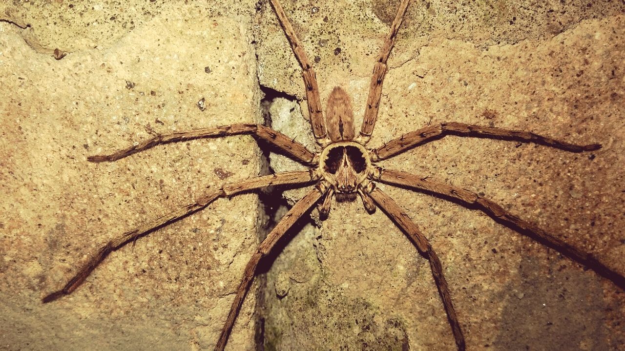 Close-up of spider on stone wall