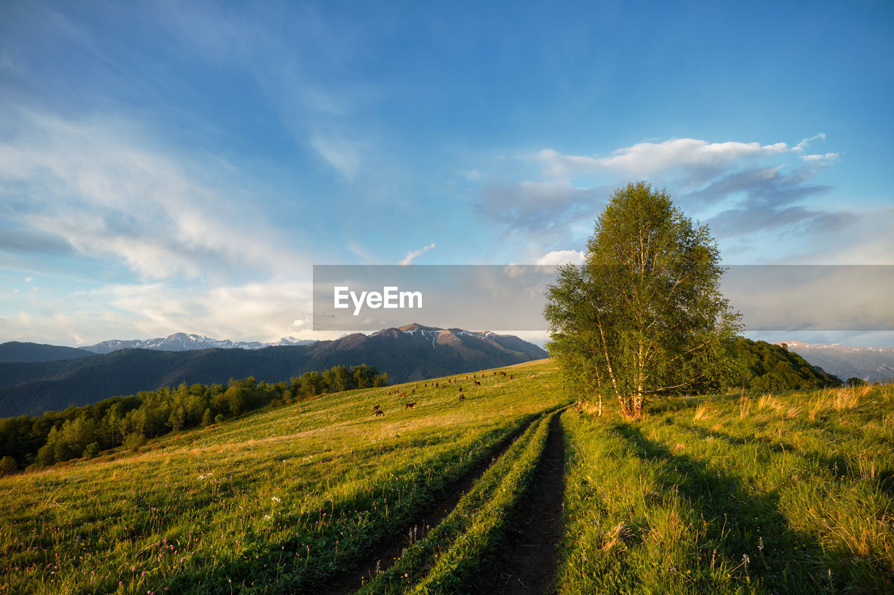 Mountain valley during bright sunrise, horses in a blooming meadow. beautiful natural landscape